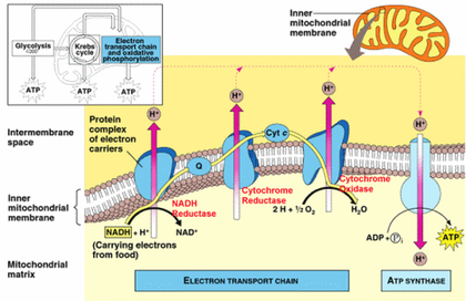 electron transport chain diagram cellular respiration